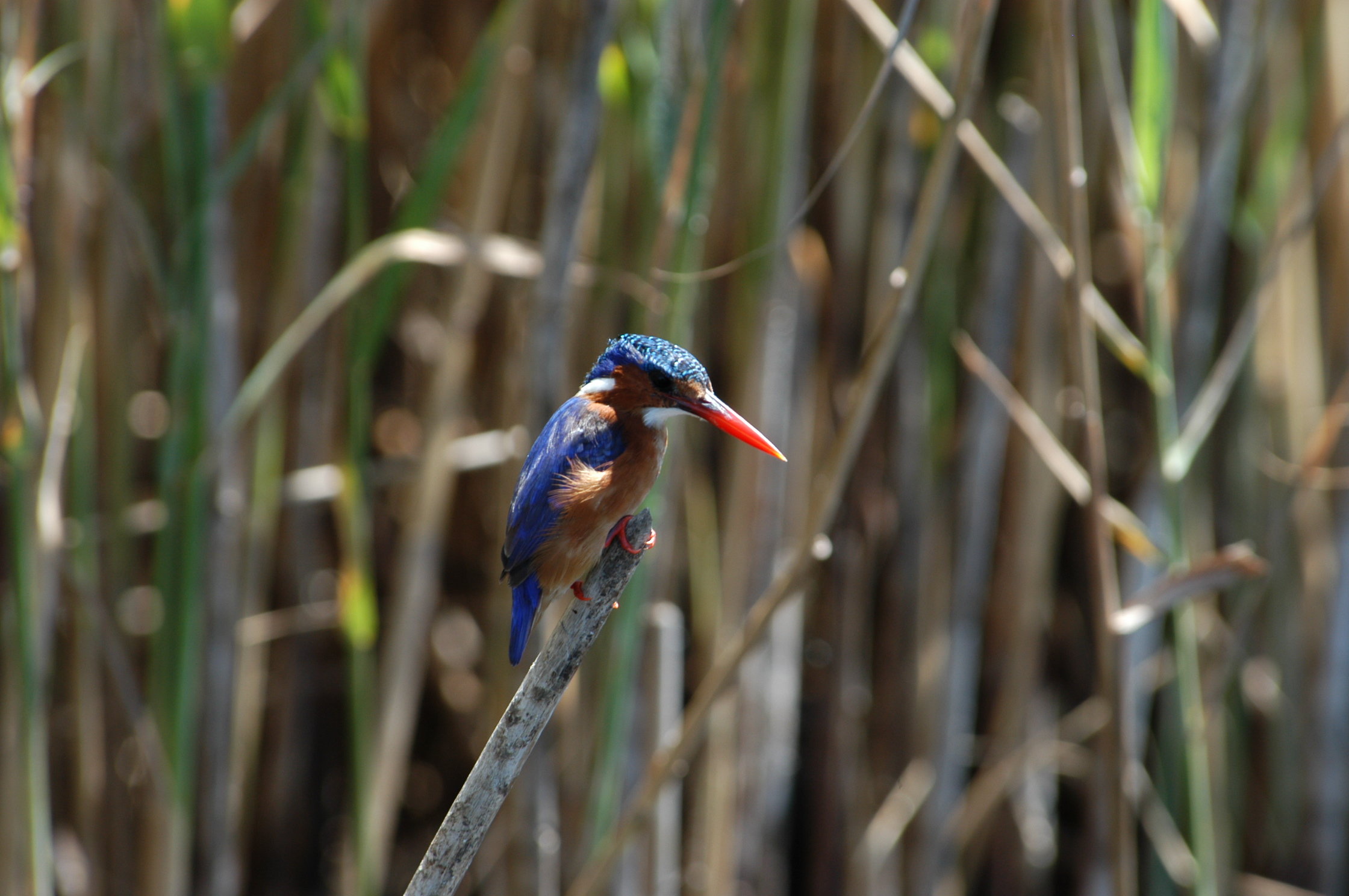 Kingfisher_in_Waiting