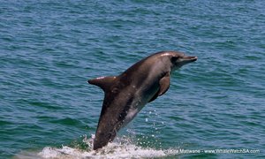 Marine Big 5 - Bottlenose Dolphins