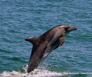 Marine Big 5 - Bottlenose Dolphins
