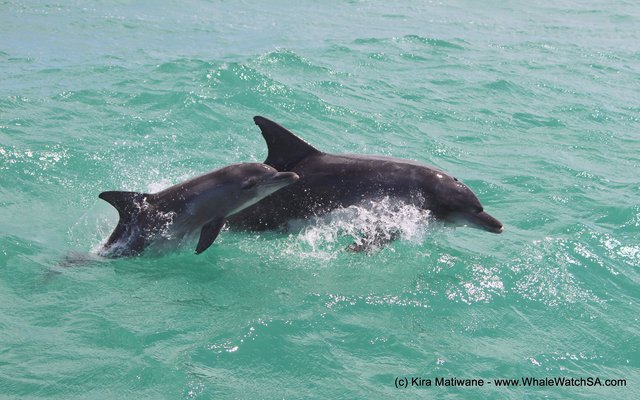 20131128_WW_Trip1_KMatiwane_IMG_0048