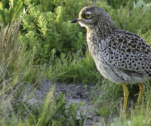 Upcoming Events in Bredasdorp