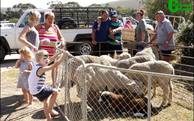 Japie en Jurie Swart wonder wie se skape is nou wie sâ€™n na die veiling by Baardskeerdersbos se NG Kerkbasaar. Volgens Cornie Swart wat as afslaer opgetree het, was die skape en varke van â€˜n hoÃ« gehalte en was hy baie tevrede met die pryse wat behaal is.