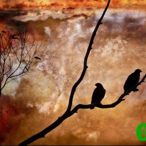 Die â€œBuzzardsâ€ van Riaan Jacobs was een van die wenfotoâ€™s in die ope-kategorie.