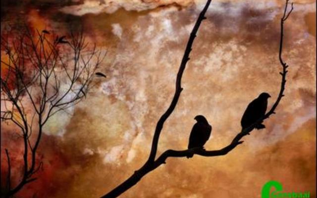 Die â€œBuzzardsâ€ van Riaan Jacobs was een van die wenfotoâ€™s in die ope-kategorie.