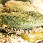 Last dance of the Perlemoen 