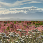 Cape Floral Kingdom - Grootbos Private Nature Reserve
