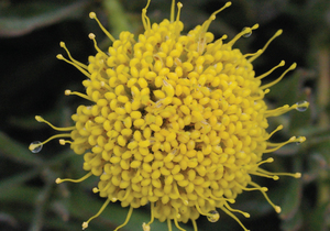 Peculiar Pollinators