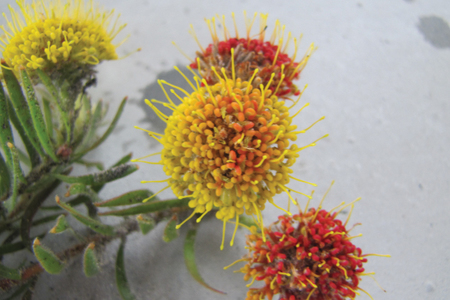 picraw2225Thumbnail_2