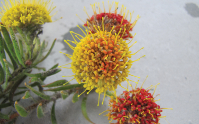 picraw2225Thumbnail_2