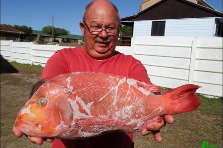 Hierdie mooi rooi roman wat die skaal op 2.5kg getrek het, is verlede Vrydag vanaf die boot â€˜Geelstertâ€™ voor die Dangerpoint vuurtoring ingekatrol.Â  Die trotse hengelaar, Thys Fourie van Franskraal het sardyn as aas gebruik.Â  Sy bootmaat was Frans de Wet.