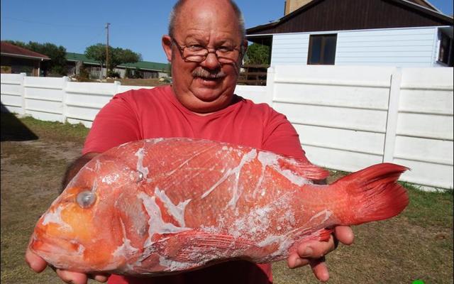 Hierdie mooi rooi roman wat die skaal op 2.5kg getrek het, is verlede Vrydag vanaf die boot â€˜Geelstertâ€™ voor die Dangerpoint vuurtoring ingekatrol.Â  Die trotse hengelaar, Thys Fourie van Franskraal het sardyn as aas gebruik.Â  Sy bootmaat was Frans de Wet.
