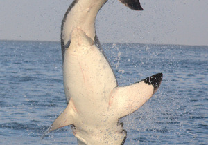 Thrilling Shark Cage Diving For Easter