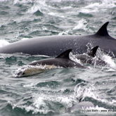 Marine Big 5 Tours - Bait Ball 