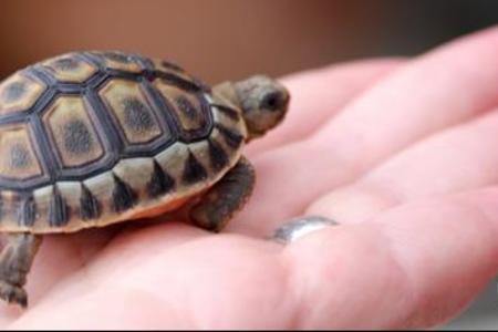 Hierdie rooipensie (Chersina Angulata) is twee jaar oud en verskil van die bergskilpad wat heelwat groter is en 'n room- na geelkleurige pens het.