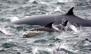 12 April 2017 | Marine Big 5 Tours