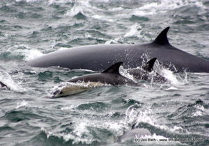 12 April 2017 | Marine Big 5 Tours