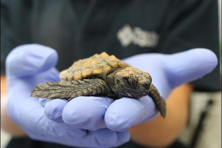 GansbaaiLookOutForStrandedTurtles