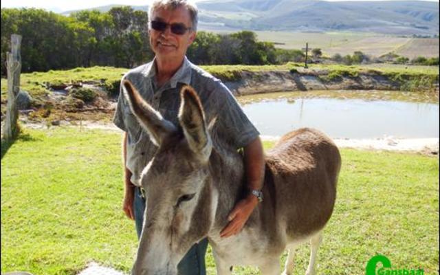 Dora, die eens gedoemde donkie van Baardskeerdersbos, staan rustig by haar eienaar, Wynand Hamman, nadat sy as â€˜toneelspelerâ€™ by Hermanus se passiespele opgetree het.