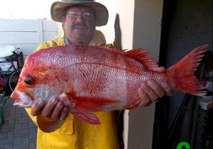 Rooistomp uit Joubert se Dam