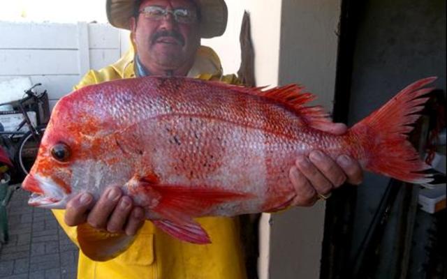 Eddie Bester was in sy skik met sy PW (rooistomp) van 3.2kg wat hy verlede week by Joubert se Dam gevang het, aangesien daar nie veel ander vis op die oomblik is nie.