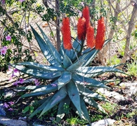 Barryale In Bloom 2017