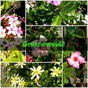 Living the life at Groeneweide