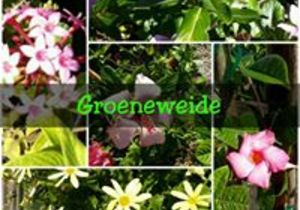 Living the life at Groeneweide