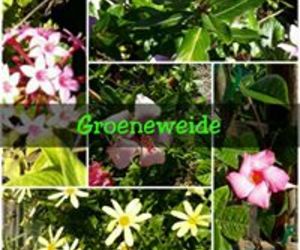 Living the life at Groeneweide