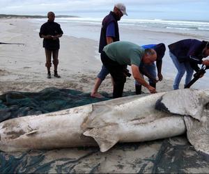 Fifth white shark washed up on beach since 2012