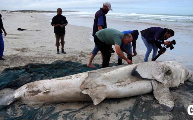The  DICT  team  under  supervising  of Alison Towner,  white  shark biologist, immediately started with the necessary investigation and measurements on the great white shark found on the beach in Franskraal on the 3rd of May 2017.