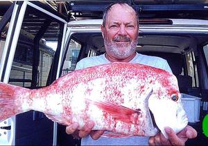 Mooi rooistomp uitgetrek