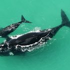 De Hoop Whales