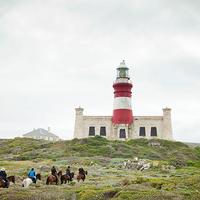 African Horse Company