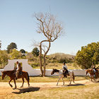 African Horse Company Part 2