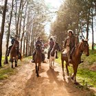 African Horse Company Part 3