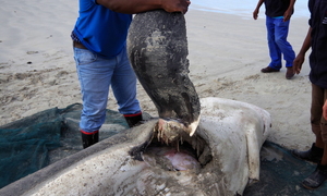 Great White Sharks hunted by Orcas in Gansbaai