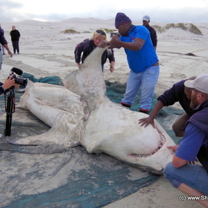 20170503_DeadShark_Trip1_TKaschke_IMG_22_001