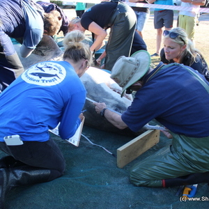 20170504_shark_post_mortem_SHoerbst_IMG_028_001