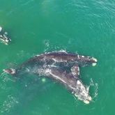 Aerial Southern Right Whales
