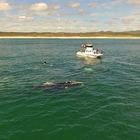 Ivanhoe 10Ton - Southern Right Bull 60 Ton - True Gentle Giants