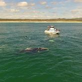 Ivanhoe 10Ton - Southern Right Bull 60 Ton - True Gentle Giants