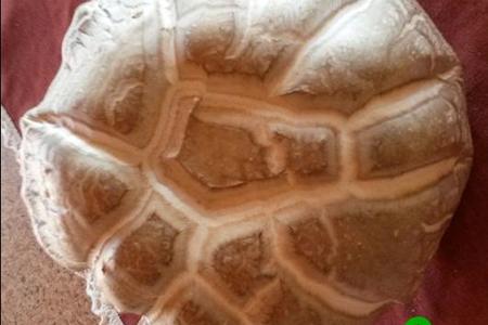 Bennie Walker van De Kelders het hierdie yslike groot sampioen by Die Plaat opgetel.  Dit lyk byna soos â€˜n mosbrood. Is daar enige van ons lesers wat dit kan identifiseer?  Ons hoor graag van u â€“ skakel Hardus Botha by 082 786 0494.