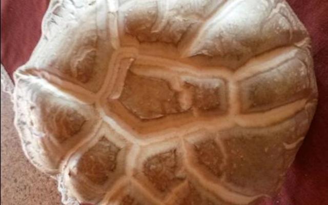 Bennie Walker van De Kelders het hierdie yslike groot sampioen by Die Plaat opgetel.  Dit lyk byna soos â€˜n mosbrood. Is daar enige van ons lesers wat dit kan identifiseer?  Ons hoor graag van u â€“ skakel Hardus Botha by 082 786 0494.