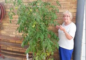 Tannie Pikkie troetel haar tamatieboom