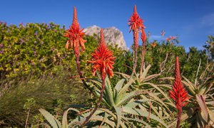 Upcoming Events in Pringle Bay & Rooi Els