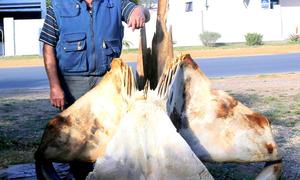 Geraamtes  is Piet Walvis se tydverdryf van jongs af