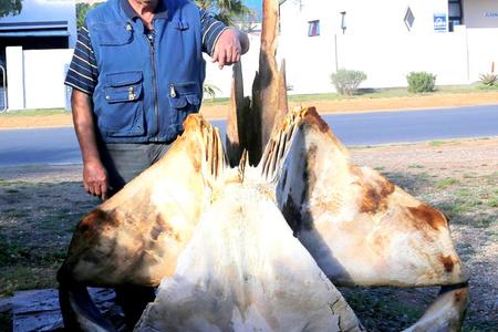 Piet Pretorius by sy nuutste walvisgeraamte.