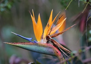 Upcoming Events in Swellendam