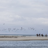 Birds coming along for the ride with Horse Riding Gansbaai