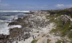 What to Do in Bettyâ€™s Bay in Winter